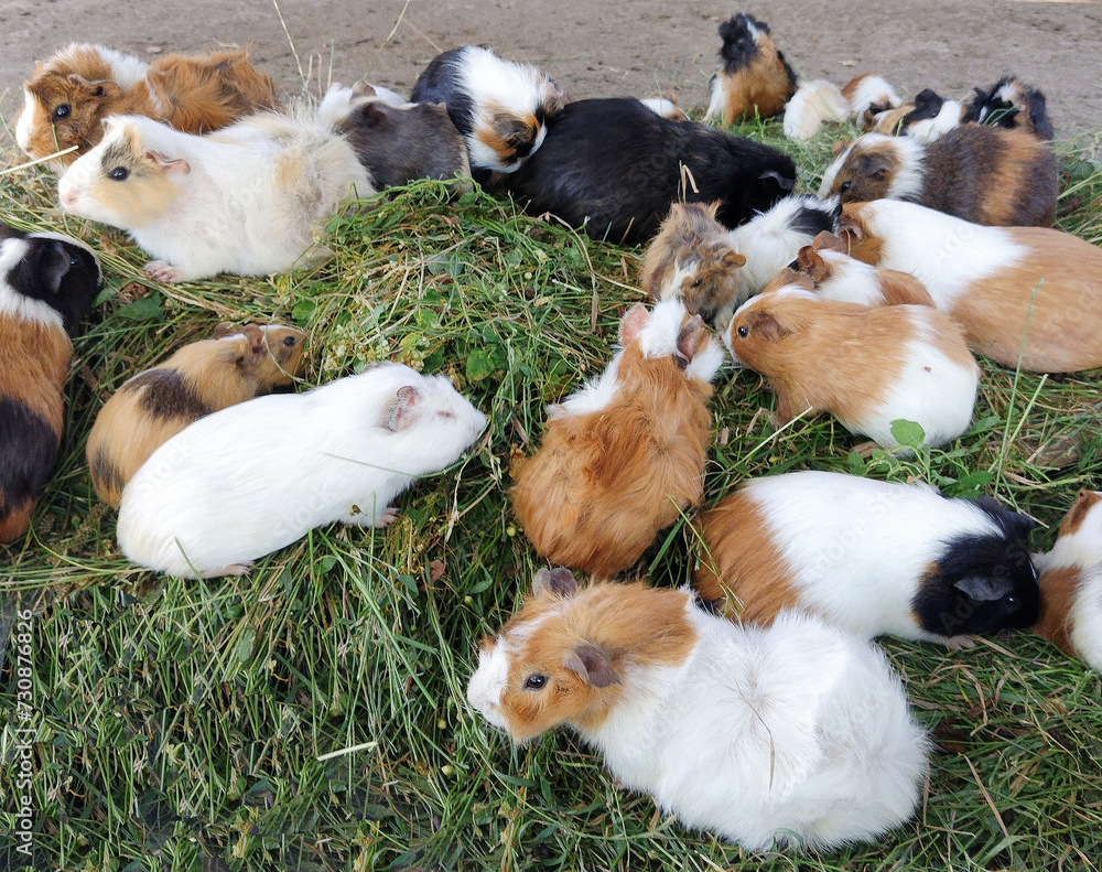 Group of guinea pigs. A lot of guinea pigs Group of guinea pigs. A lot of guinea pigs