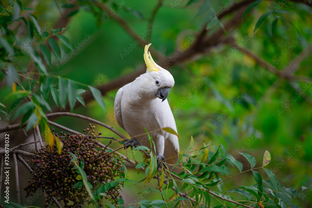 Cockatoo parrot sitting on a green tree branch in Australia. Big white and yellow cockatoo with nature green background