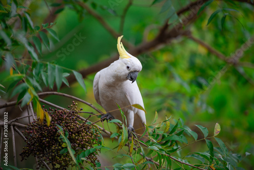 Obraz na płótnie Cockatoo parrot sitting on a green tree branch in Australia. Big white and yellow cockatoo with nature green background w salonie