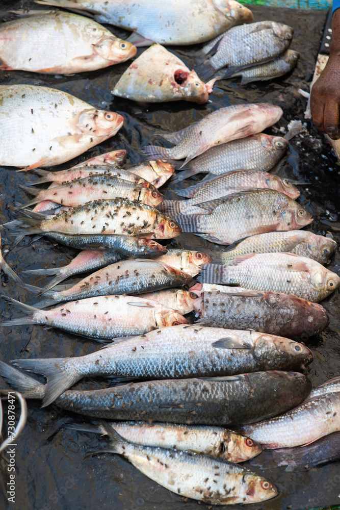 des mouches sur du poisson en vente sur un marché à Dakar au Sénégal en Afrique