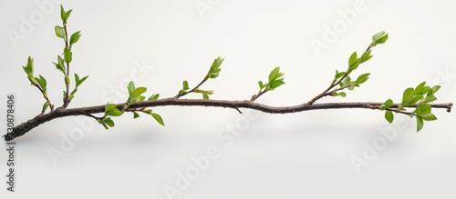 A plant's twig, adorned with green leaves, extends from a tree branch against a serene white background, resembling a beautifully crafted piece of art.