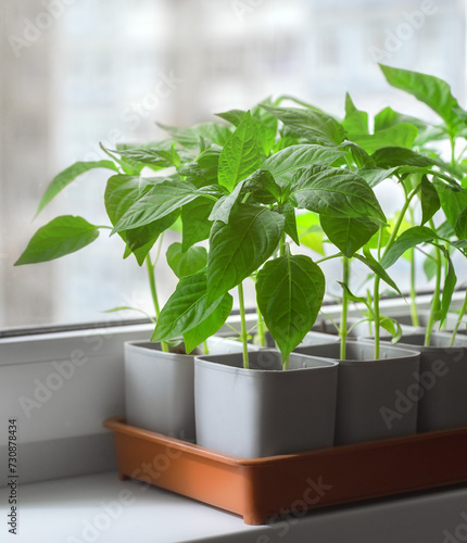 Pepper seedlings in cups on the windowsill