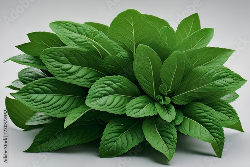 Green leaves of aromatic plants