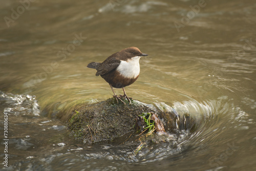 White-throated dipper (Cinclus cinclus) a small bird with brownish-white plumage, the bird stands on a protruding stone from the river and looks for food in the flowing water.
