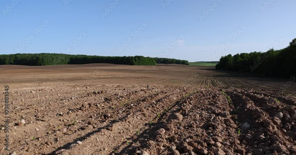 new corn sprouts in the field in spring, a growing monoculture of sweet corn in sunny weather