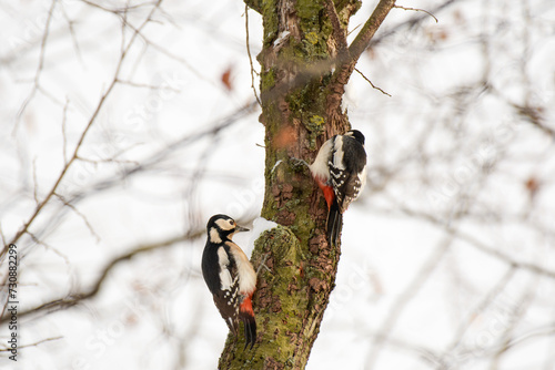 Great spotted woodpecker (Dendrocopos major) medium sized bird, a pair of birds sits high on a tree trunk and looks for food under the bark on a winter day.