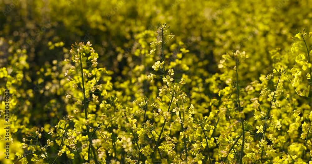 beautiful flowering field with yellow rapeseed flowers, a field with yellow flowering rapeseed plants in spring beautiful flowering field with yellow rapeseed flowers, a field with yellow flowering rapeseed plants in spring
