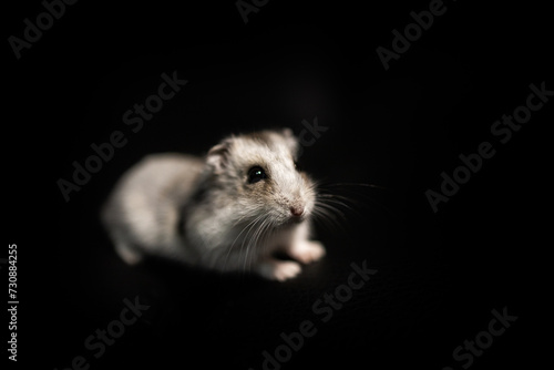 Small white hamster on isolated black background