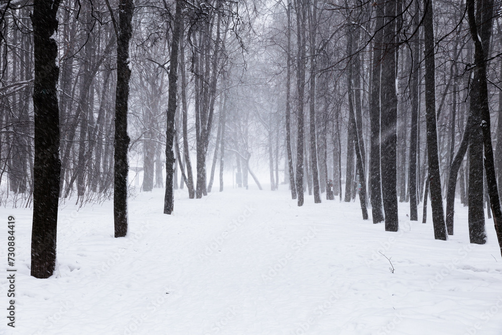 Snowfall in the park in foggy weather. Beautiful winter landscape. Snowfall in the park in foggy weather. Beautiful winter landscape.