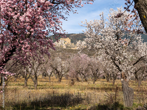 Blooming almond trees. Almond tree. White flowers. Flowers background.
