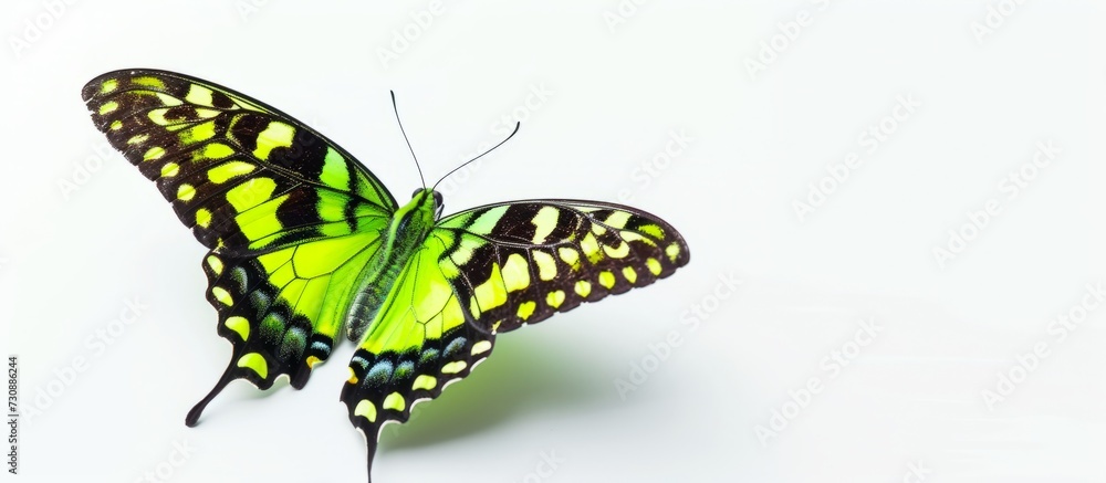A beautiful green and black Papilio machaon butterfly, a pollinator, sits on a white surface with its delicate wings. A beautiful green and black Papilio machaon butterfly, a pollinator, sits on a white surface with its delicate wings.
