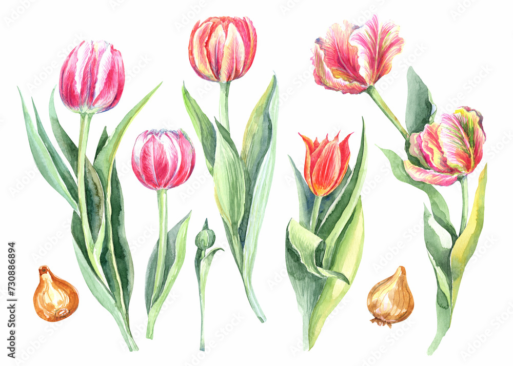 Fototapeta premium Watercolor floral illustration set , pink, red flowers, tulips, green leaf branches collection, for wedding stationary, greetings, wallpapers, fashion, background.