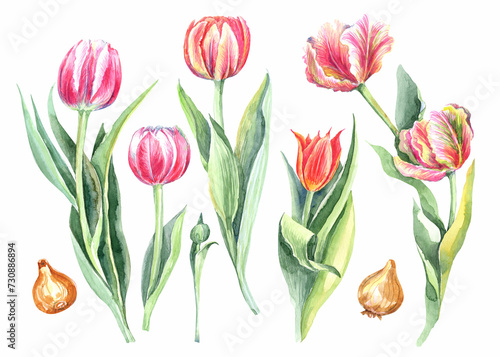 Wallpaper Mural Watercolor floral illustration set , pink, red flowers, tulips, green leaf branches collection, for wedding stationary, greetings, wallpapers, fashion, background. Torontodigital.ca