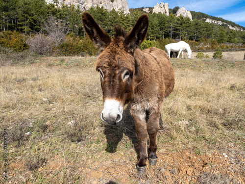 donkey in the meadow © javier