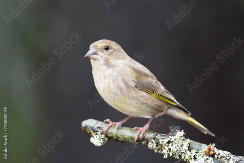 Tableau sur toile A Greenfinch (Chloris chloris)on a branch