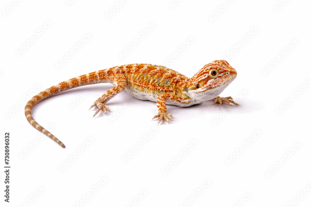 Fototapeta premium Baby bearded dragon full body, cute lizard onwhite background, animals close-up