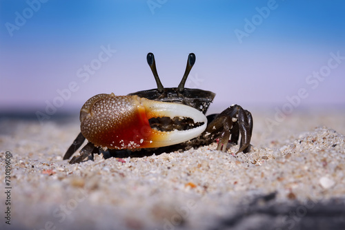 Photography A fiddler crab on the beach sand