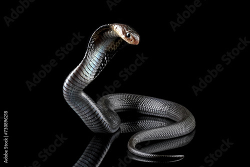 Javanese cobra snake isolated on black background, snake habitat in Java Indonesia, Naja sputatrix photo