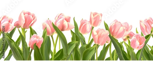 tulips isolated on white