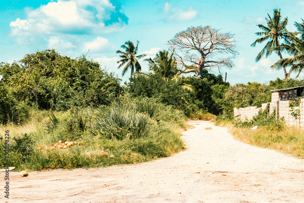 A baobab tree amidst palm trees at Mida Creek in Watamu, Malindi, Kenya 