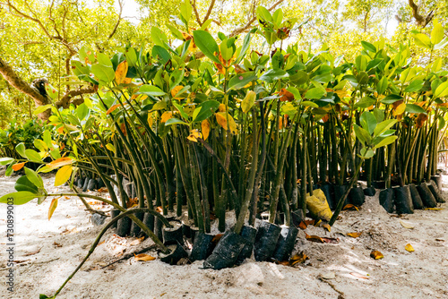 White Mangrove seedlings at a nursery in Mida Creek in Watamu, Malindi, Kenya photo