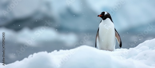 A flightless bird known as a penguin stands on a snowy pile  equipped with a beak  feathers  and adapted to freezing environments.