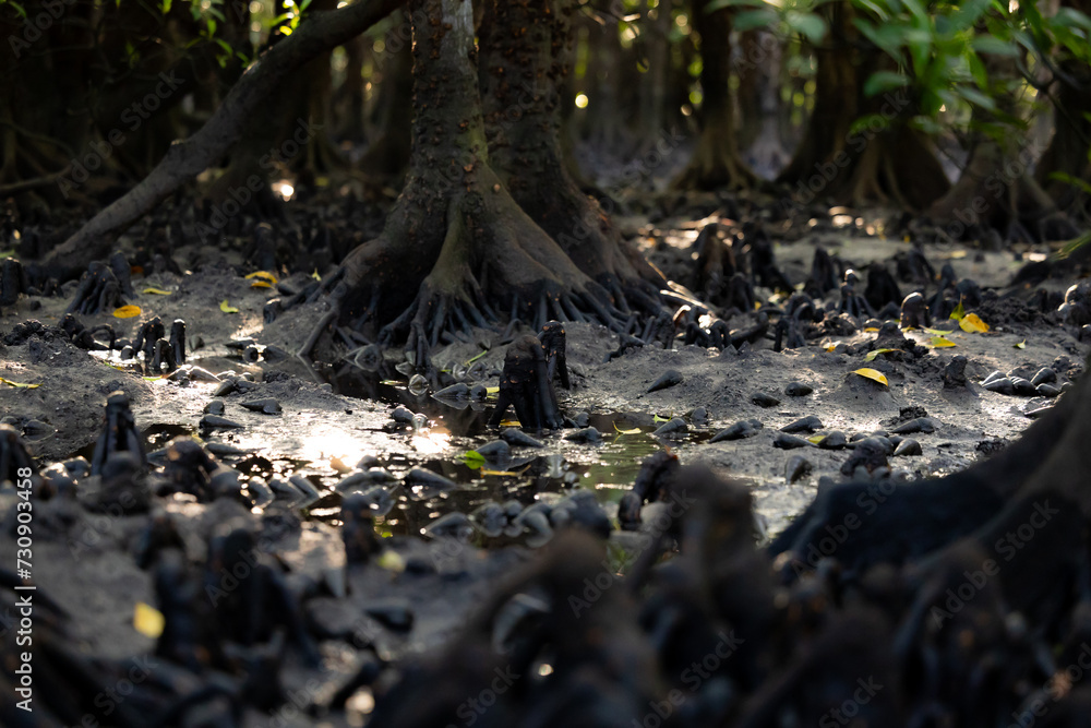 Mangrove roots, Ishigaki Island, wetlands Mangrove roots, Ishigaki Island, wetlands