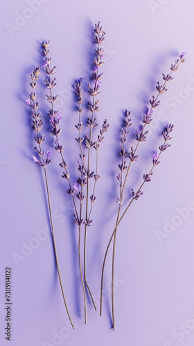 Fresh bunches of lavender against violet pastel background with shadows. Minimalist aesthetic composition. Generative AI