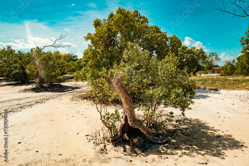 View of Mangrove forests on the sandy beach of Mida Creek during low tide in Watamu, Maliindi, Kenya
