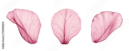 Watercolor rose petals. Three pink transparent petals in x-ray. Big floral ornament with fine details. Realistic hand drawn isolated illustration for wedding stationery design, greeting cards (ID: 730906854)