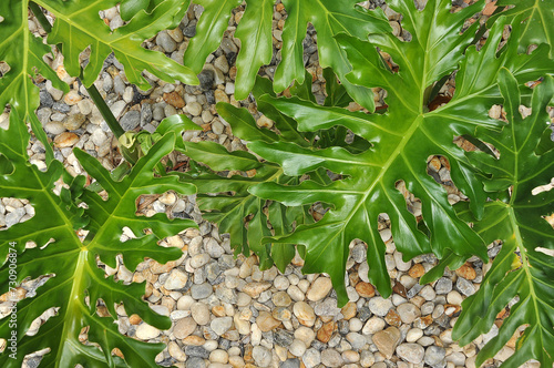 plantas folhagens de guaimbé em jardim de pedras  photo