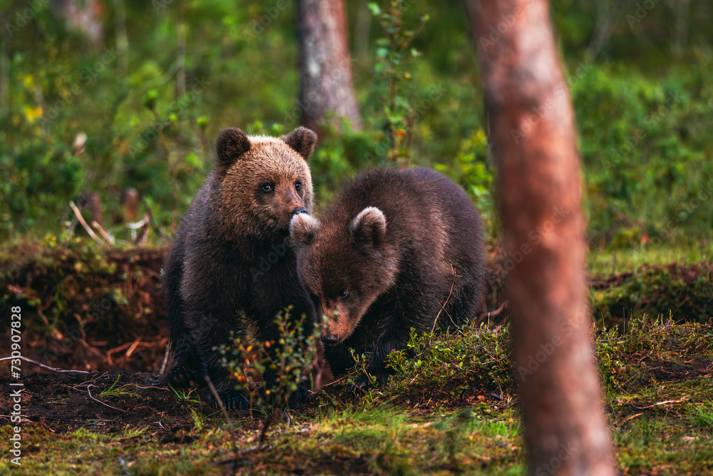 Fototapeta premium brown bear in the forest