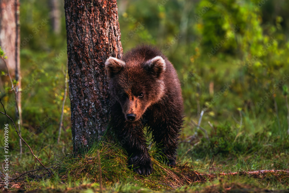 brown bear cub