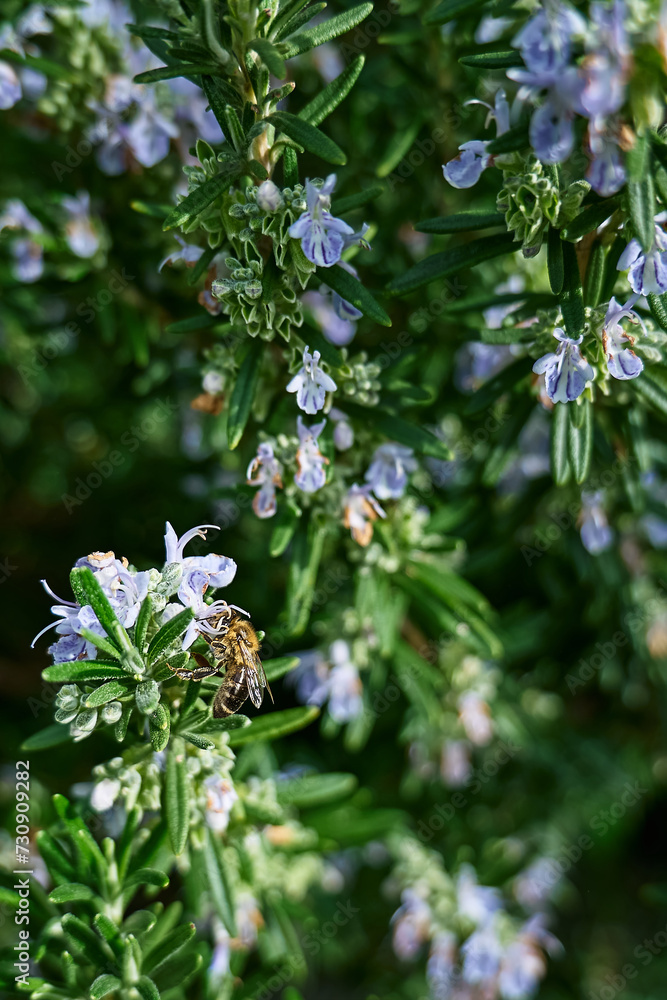 Honey bee collects nectar from blue flowers on rosemary plant. Bee pollinating purple flowers in spring garden. Honey bee collects nectar from blue flowers on rosemary plant. Bee pollinating purple flowers in spring garden.