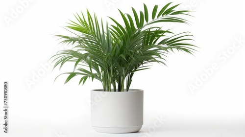 Areca palm tree in white pot isolated on white background.