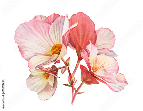 Watercolor begonia flowers. Bouquet with big petals and buds. Colourful tender plant in pink and orange isolated on white. Realistic botanical floral illustration (ID: 730911456)