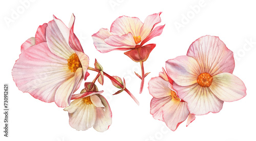 Pink Watercolor Flowers. Collection of blush flower with big petals. Colourful tender plant in pastel vibrant colour isolated on white. Realistic botanical floral illustration (ID: 730912621)