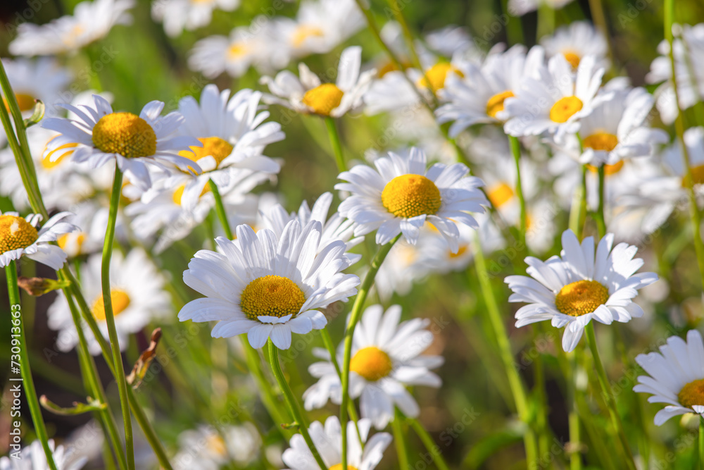Wild daisy flowers growing on meadow, lawn, white chamomiles on green grass background. Oxeye daisy, Leucanthemum vulgare, Daisies, Common daisy, Dog daisy, Gardening concept. Wild daisy flowers growing on meadow, lawn, white chamomiles on green grass background. Oxeye daisy, Leucanthemum vulgare, Daisies, Common daisy, Dog daisy, Gardening concept.