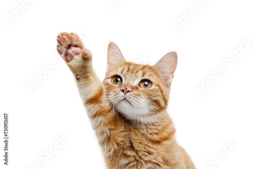 Waving Cat Gesture on transparent background