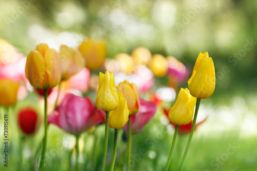 tulpen in blüte, blumen farben natur garten frühling freizeit