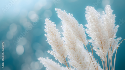 Pampas Grass on Turquoise Bokeh Background