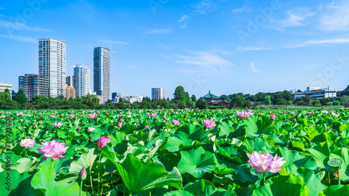 Photos 夏の上野恩賜公園　不忍池に咲く蓮の花とビル群【東京都・台東区】　
Ueno Park in summer