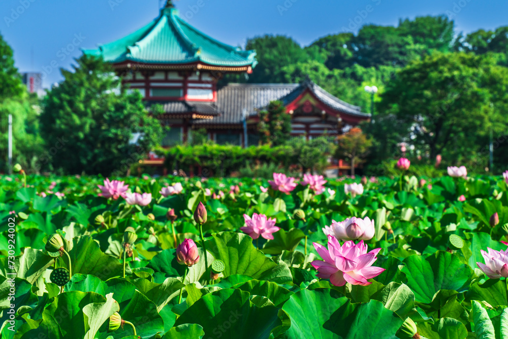上野恩賜公園の不忍池に咲く蓮の花【東京都・台東区】
Lotus flowers blooming in the Shinobazu Pond in Ueno Park - Tokyo, Japan 上野恩賜公園の不忍池に咲く蓮の花【東京都・台東区】
Lotus flowers blooming in the Shinobazu Pond in Ueno Park - Tokyo, Japan