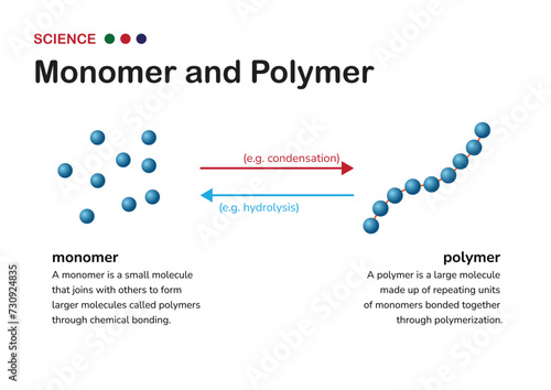Understanding Chemistry: From Monomer to Polymer. Monomers, the building blocks of polymers, join together through chemical bonds to create larger and more complex molecules known as polymers