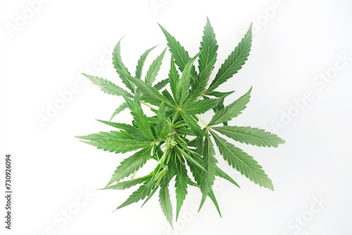 Marijuana plant on white