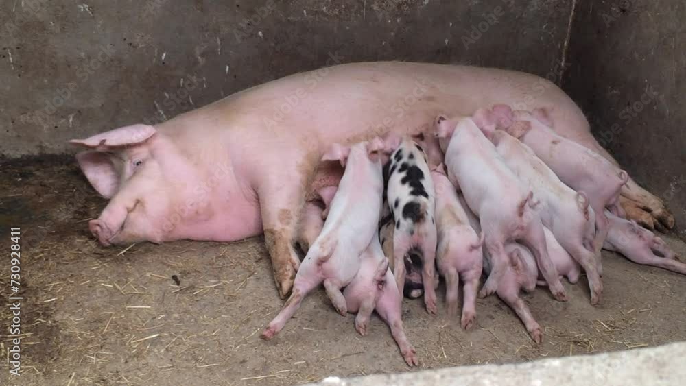 Sow feeds small piglets, piglets drink sow's milk, pig feeds children, pig farm Sow feeds small piglets, piglets drink sow's milk, pig feeds children, pig farm