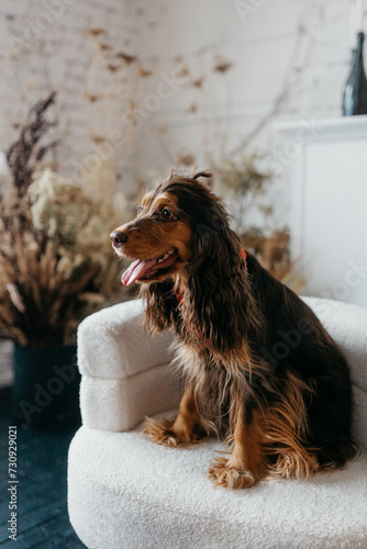 A Cocker Spaniel dog in a photo studio