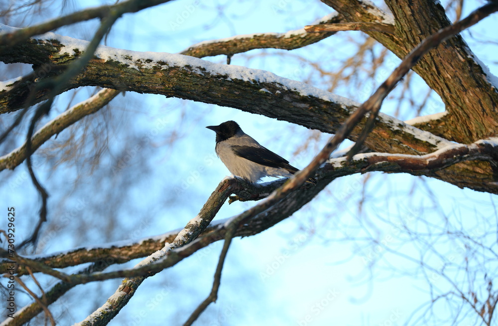 A crow is sitting on a snow-covered tree branch A crow is sitting on a snow-covered tree branch