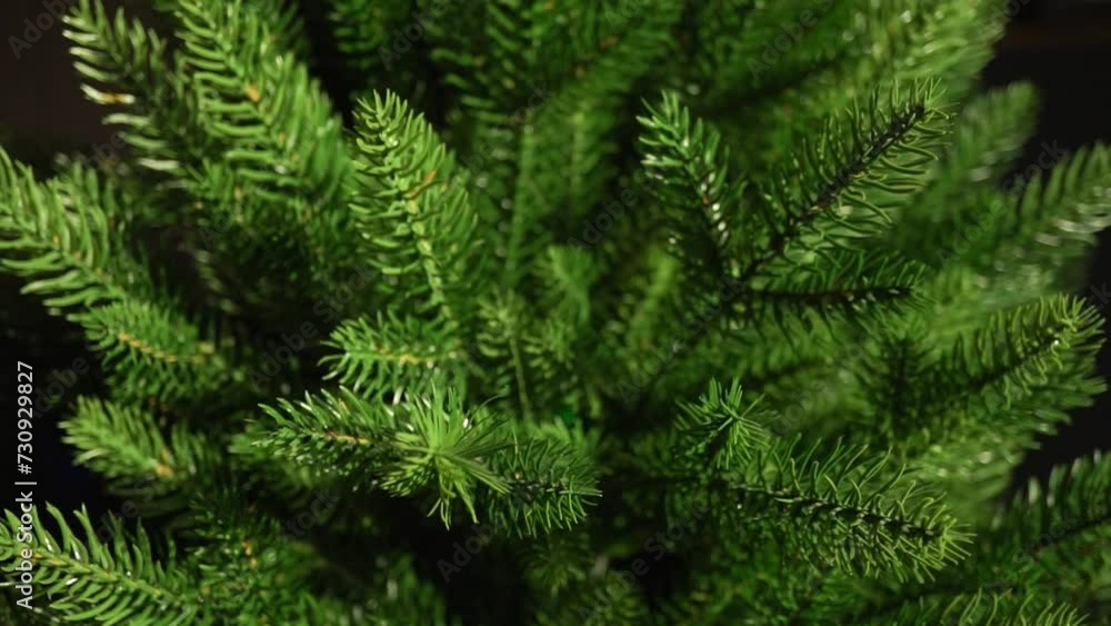 Christmas tree branches without decorations Christmas tree branches without decorations