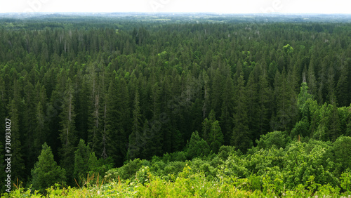landscape pine forest surrounded by green grass with tons of woods